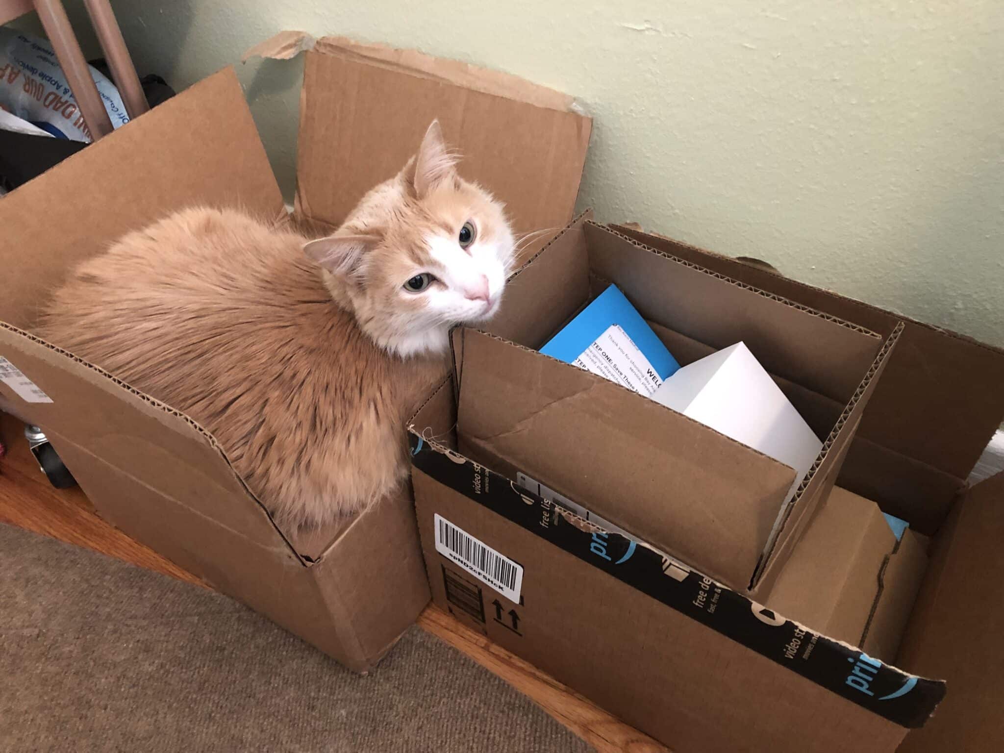 An orange cat in a medical alert system delivery box during testing.