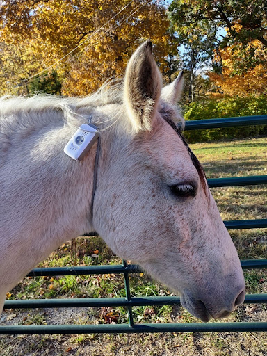 A horse wearing a mobile medical alert system during testing.