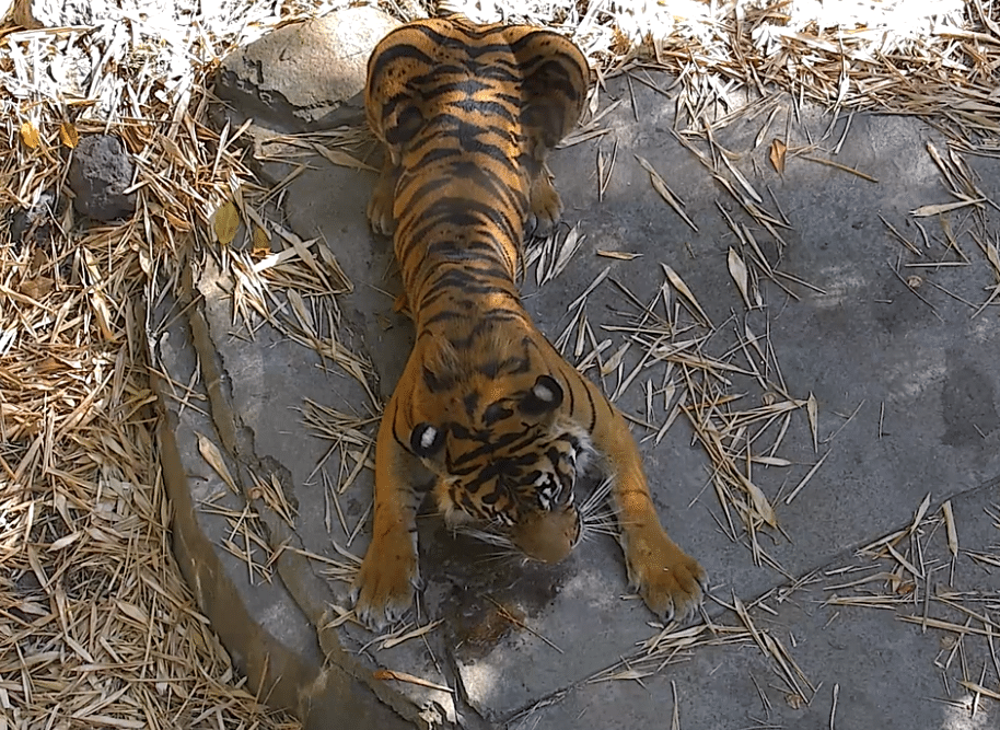 A San Diego Zoo tiger lies on a rock while eating its meal