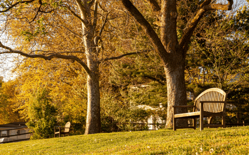 Image of benches and trees in a park